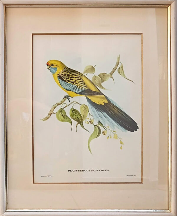 gravura Pássaro amarelo