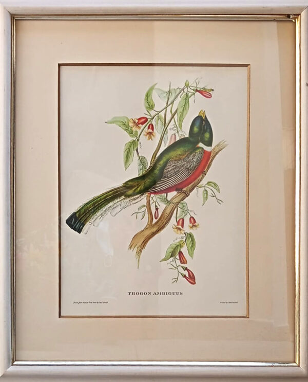 gravura Pássaro vermelho e verde
