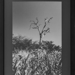 fotografia Natureza Morta de Carlos Humberto de Oliveiras